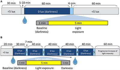 Effect of Single and Combined Monochromatic Light on the Human Pupillary Light Response